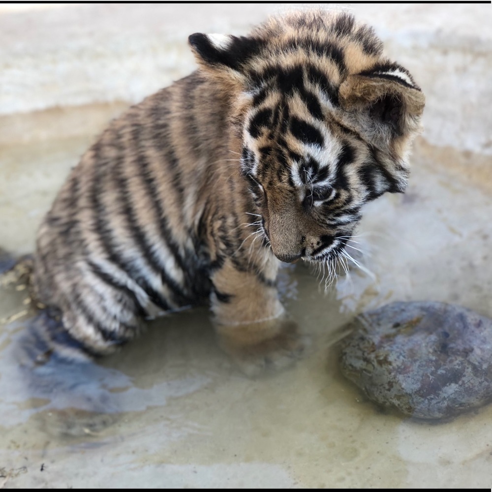 Meet your Posher, Rose